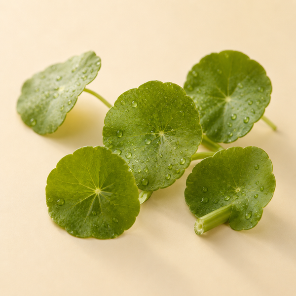 Centella Asiatica